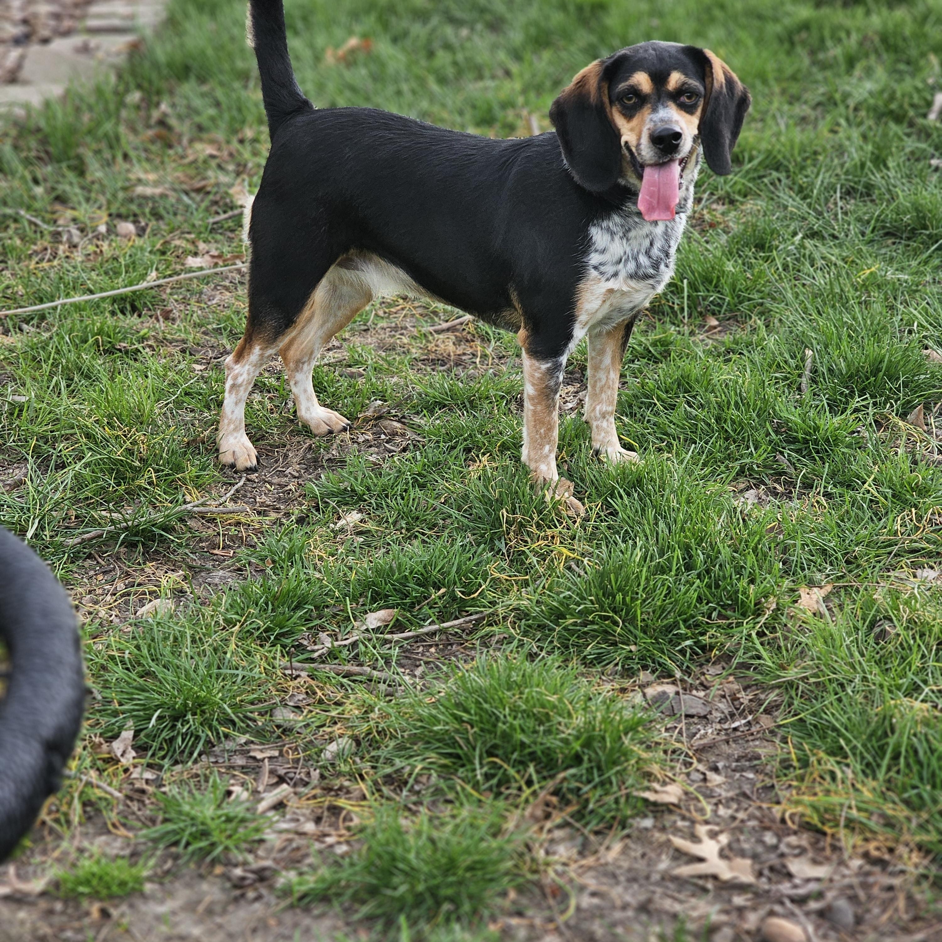Remmy so il, a Adoptable Beagle in MURPHYSBORO , IL image 2/6