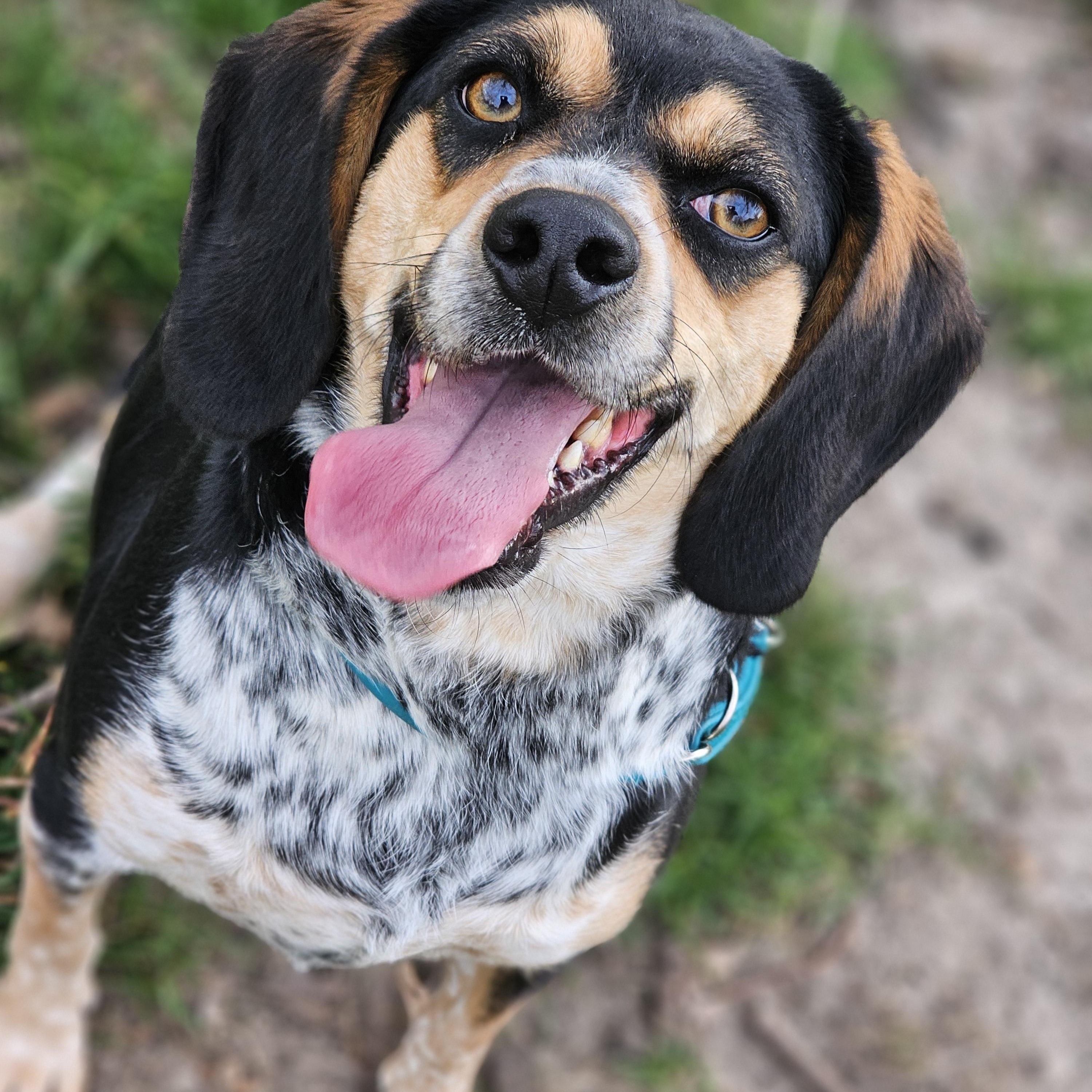 Remmy so il, a Adoptable Beagle in MURPHYSBORO , IL image 6/6