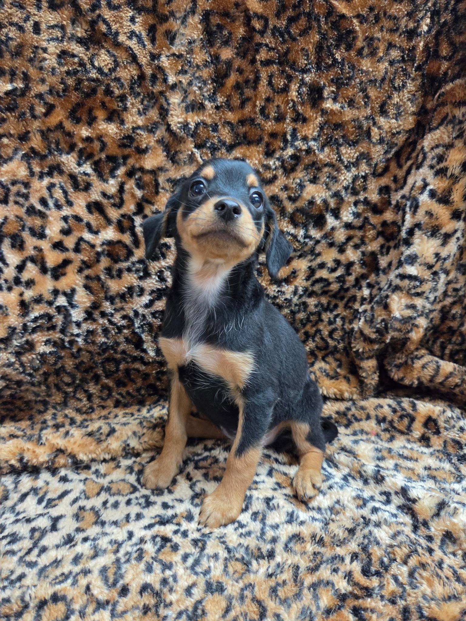 Pixie, Adopted, Puppy Female Chihuahua & Dachshund.