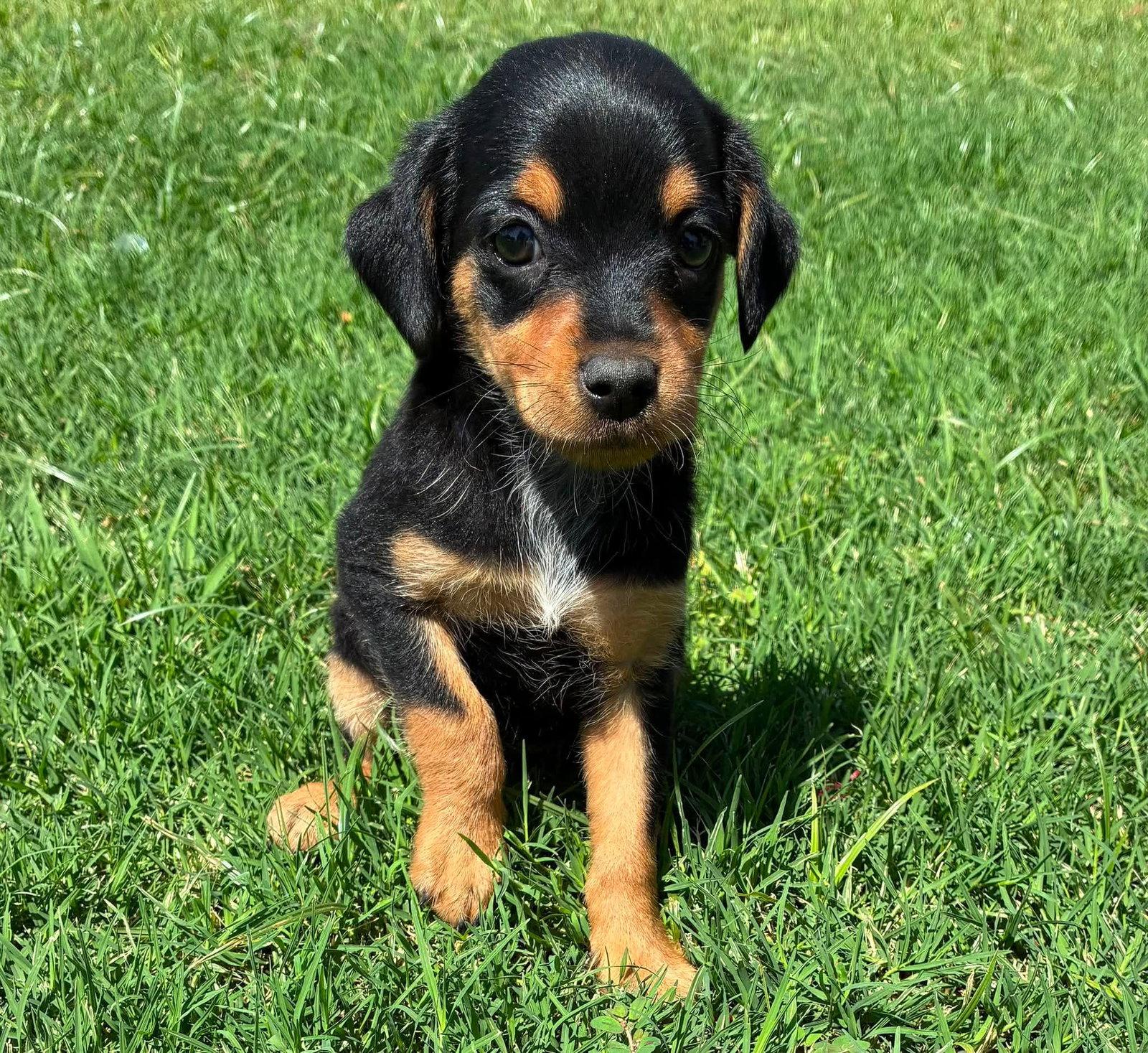 Enlarge Pixie, a Adopted mixed breed in El Centro, CA image 2/3