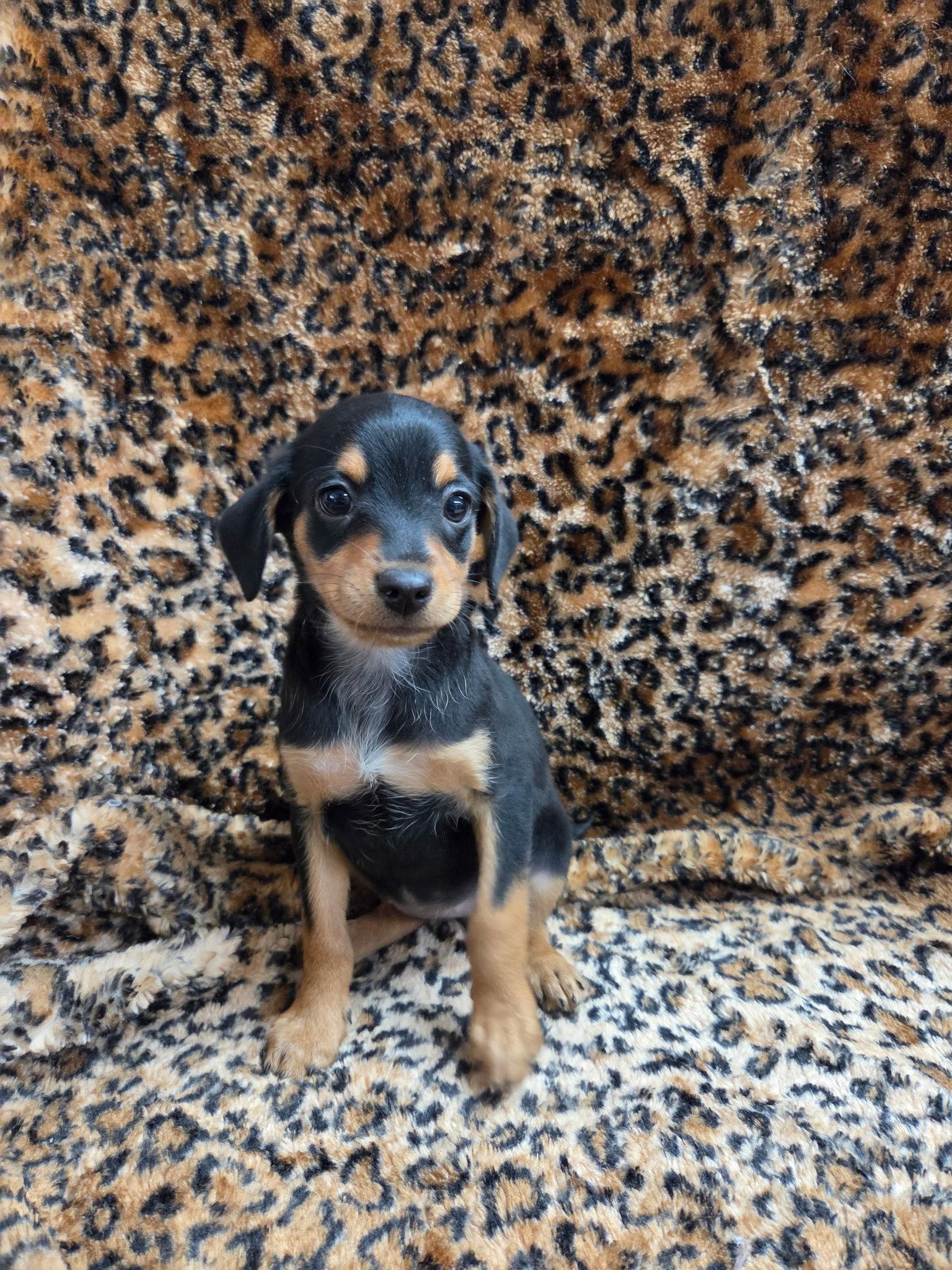 Enlarge Pixie, a Adopted mixed breed in El Centro, CA image 3/3