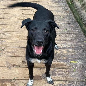 Enlarge Bailey-ADOPTED, a Adopted mixed breed in Wilmington, DE image 2/5