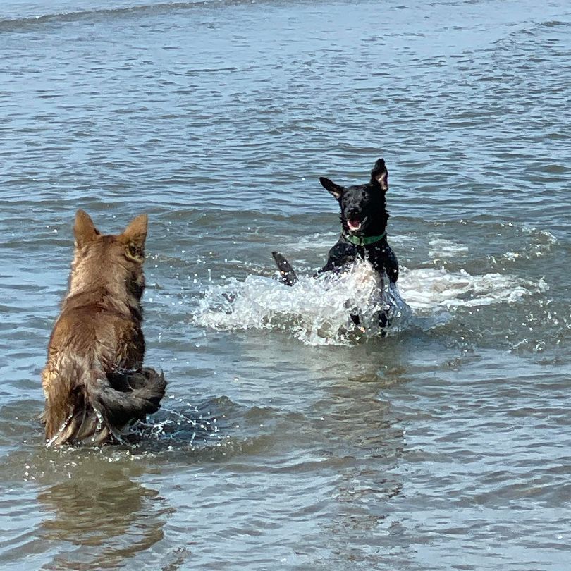 Enlarge Bailey-ADOPTED, a Adopted mixed breed in Wilmington, DE image 3/5