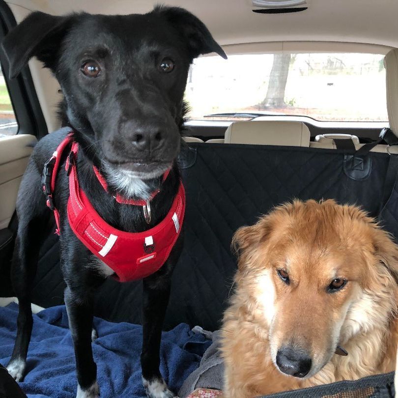 Enlarge Bailey-ADOPTED, a Adopted mixed breed in Wilmington, DE image 4/5