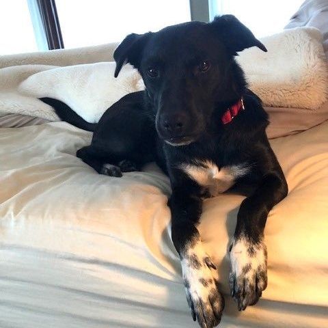 Bailey-ADOPTED