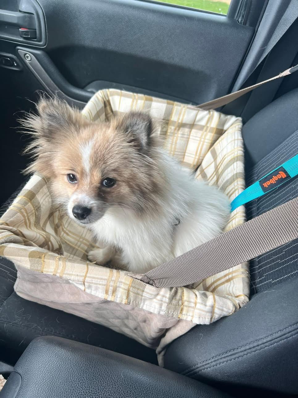 Buffy the Vampire Slayer, Adopted, Young Female Pomeranian.