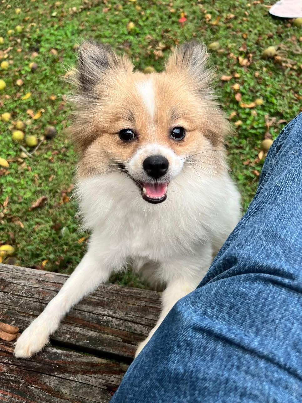 Enlarge Buffy the Vampire Slayer, a Adopted Pomeranian in Candler, NC image 2/3