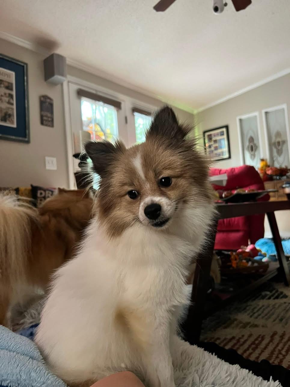 Enlarge Buffy the Vampire Slayer, a Adopted Pomeranian in Candler, NC image 3/3