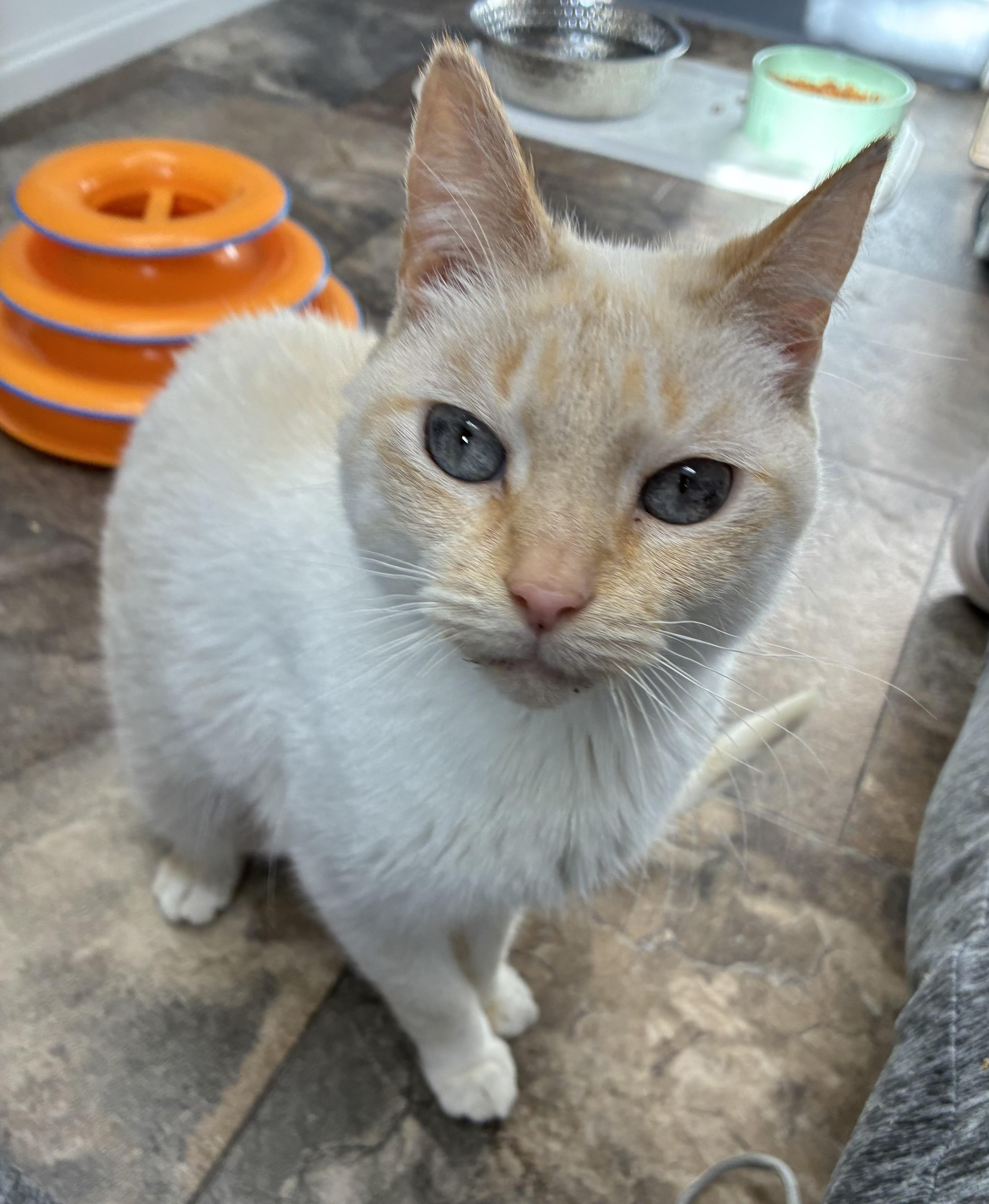 Minka, adopted, Adult Female Domestic Short Hair.