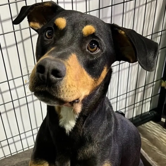Ace, an adoptable Doberman Pinscher in Canyon, TX, 79015 | Photo Image 1