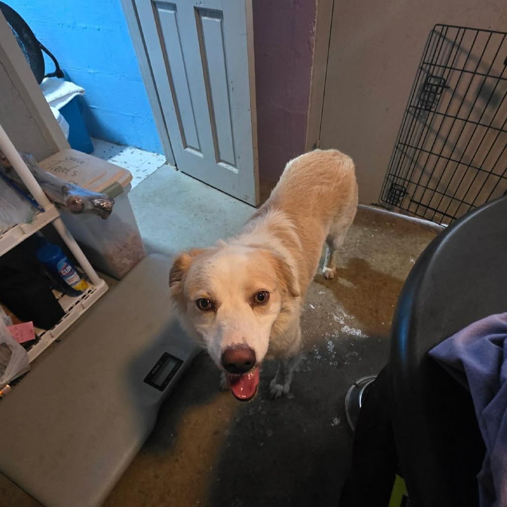 CT MeMe, Adoptable, Adult Female Australian Shepherd.