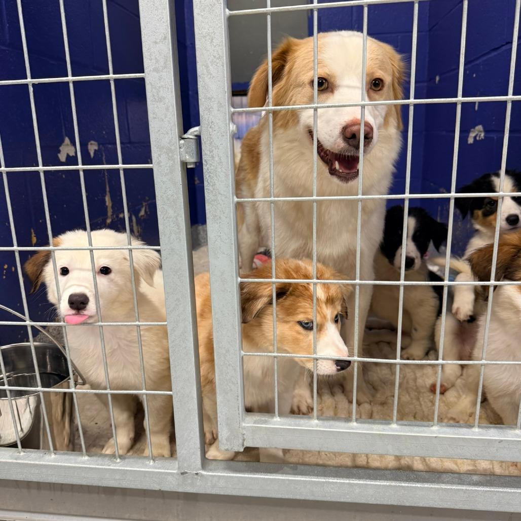 Enlarge CT MeMe, a Adoptable Australian Shepherd in Eastford, CT image 2/2