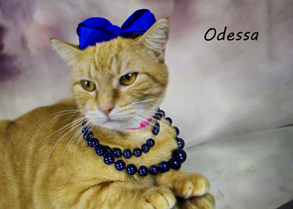 Enlarge Odessa, a Adoptable Tabby in York, NE image 5/5