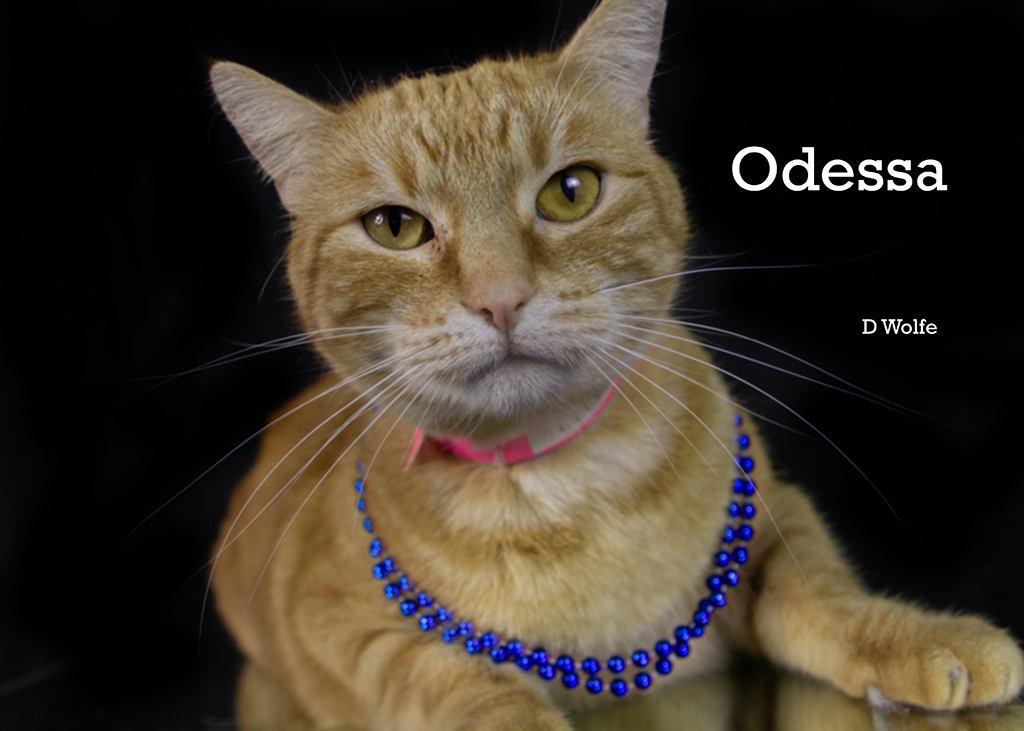 Enlarge Odessa, a Adoptable Tabby in York, NE image 5/5