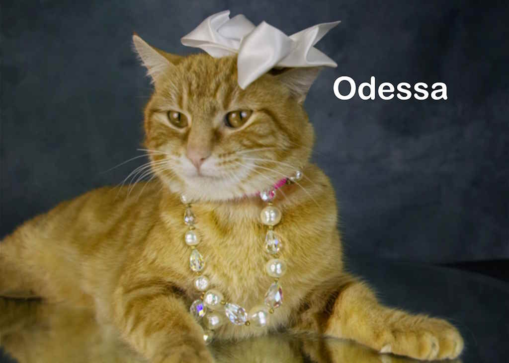Enlarge Odessa, a Adoptable Tabby in York, NE image 4/5