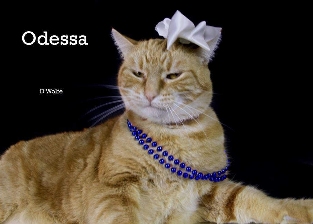 Odessa, Adoptable, Adult Female Tabby.