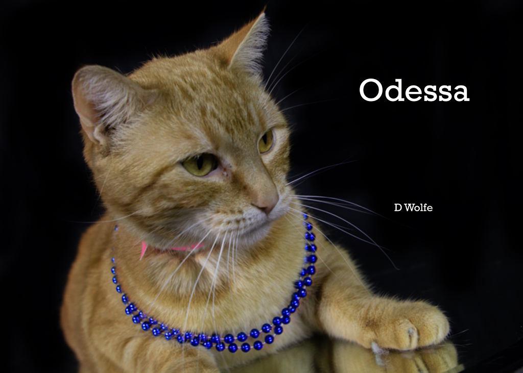 Enlarge Odessa, a Adoptable Tabby in York, NE image 4/5
