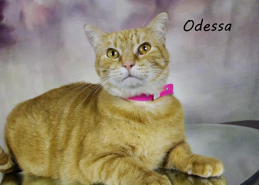 Enlarge Odessa, a Adoptable Tabby in York, NE image 1/5