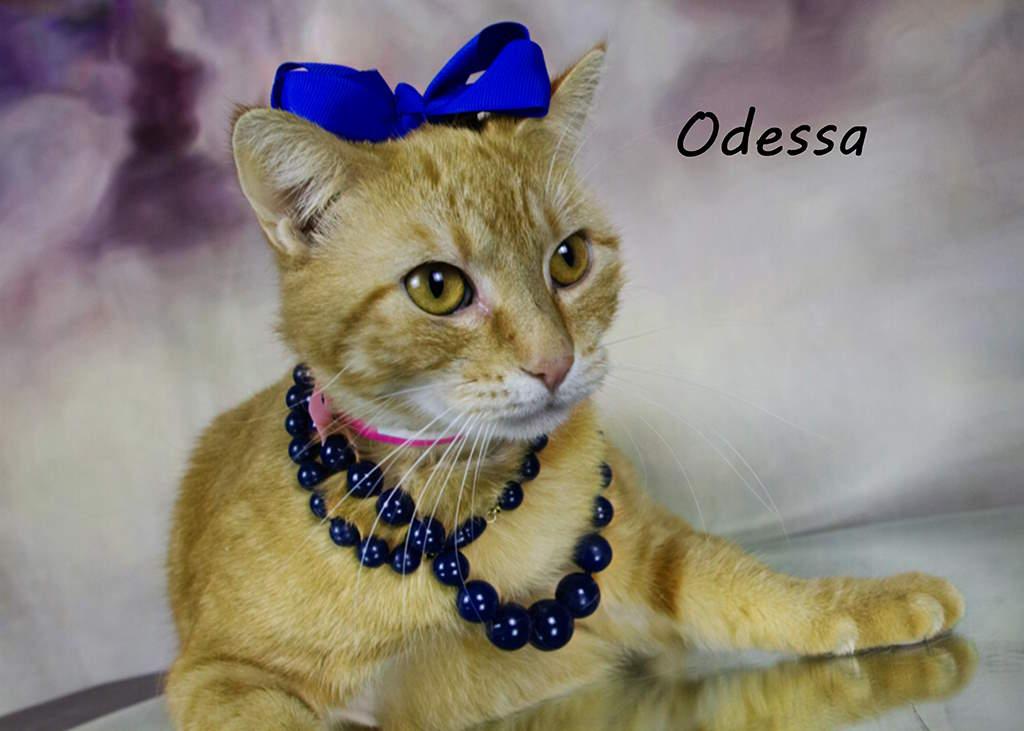 Enlarge Odessa, a Adoptable Tabby in York, NE image 2/5