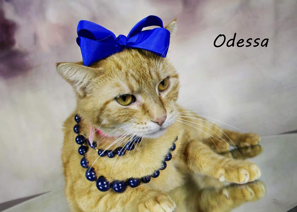 Enlarge Odessa, a Adoptable Tabby in York, NE image 3/5