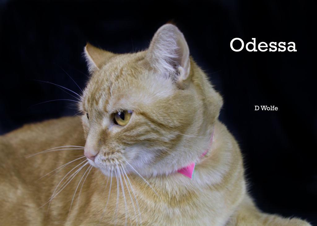 Enlarge Odessa, a Adoptable Tabby in York, NE image 3/5