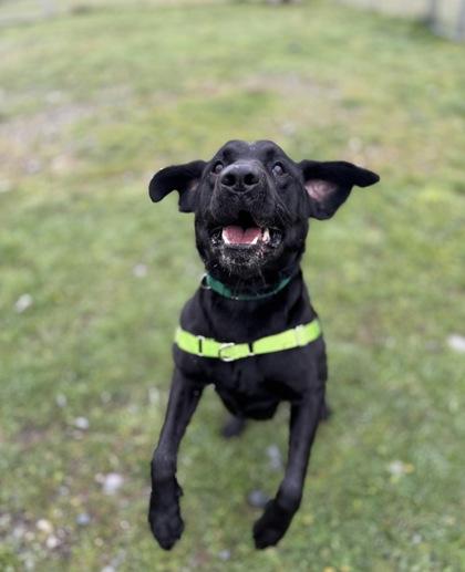 Enlarge George, a Adoptable mixed breed in Burlington, WA image 1/3