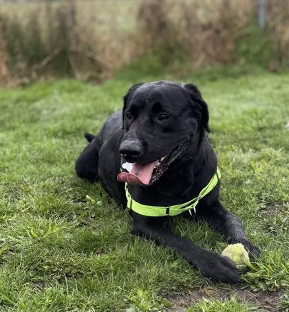Enlarge George, a Adoptable mixed breed in Burlington, WA image 2/3