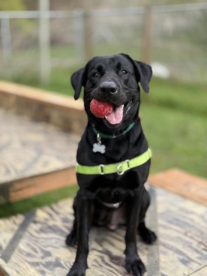 George, Adoptable, Adult Male Retriever & Mixed Breed.