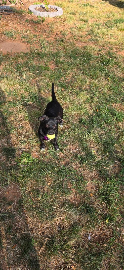 Enlarge Maybelle, a Adoptable mixed breed in Winston-Salem, NC image 3/5