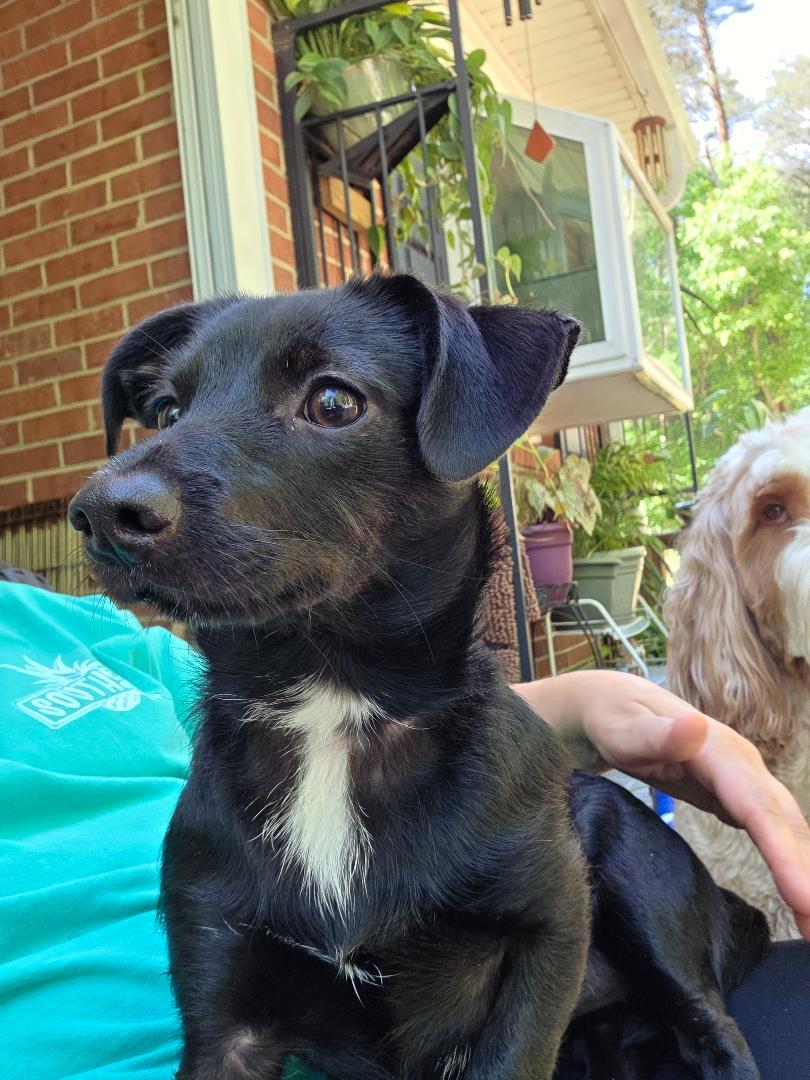 Maybelle, Adoptable, Young Female Chihuahua & Dachshund.