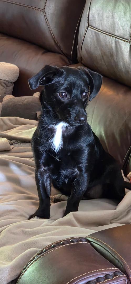 Enlarge Maybelle, a Adoptable mixed breed in Winston-Salem, NC image 2/5