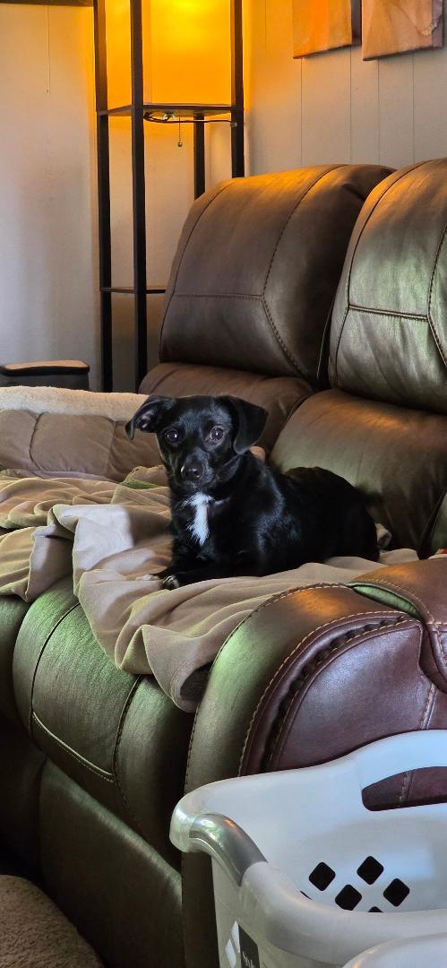 Enlarge Maybelle, a Adoptable mixed breed in Winston-Salem, NC image 4/5