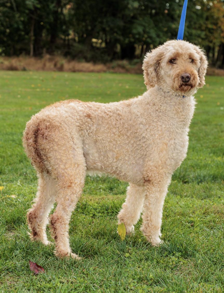 Enlarge Apricot, an adopted Goldendoodle in Chester Springs, PA image 1/1