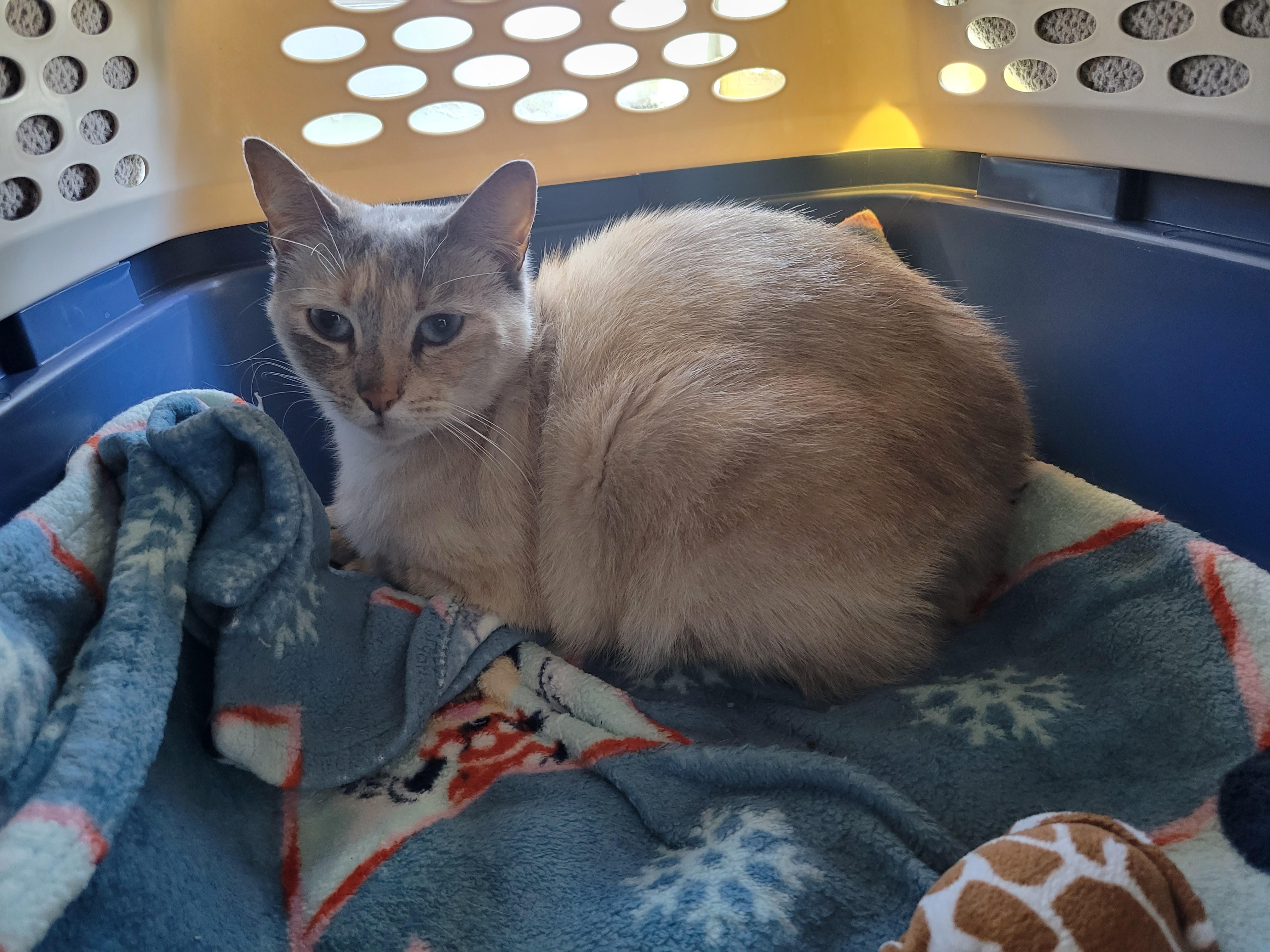 Tertiary, ADOPTABLE, Adult Female Siamese.