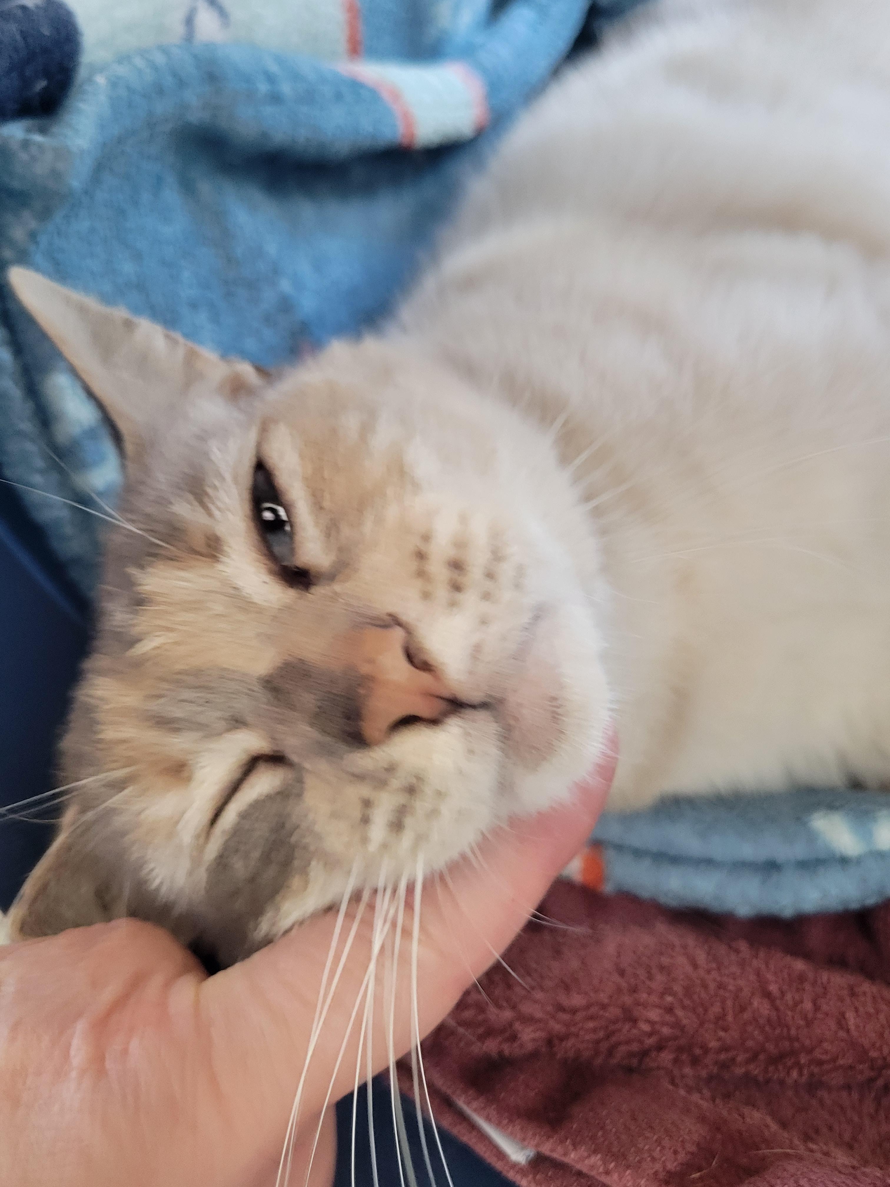 Tertiary, a ADOPTABLE Siamese in Berkeley, CA image 5/5