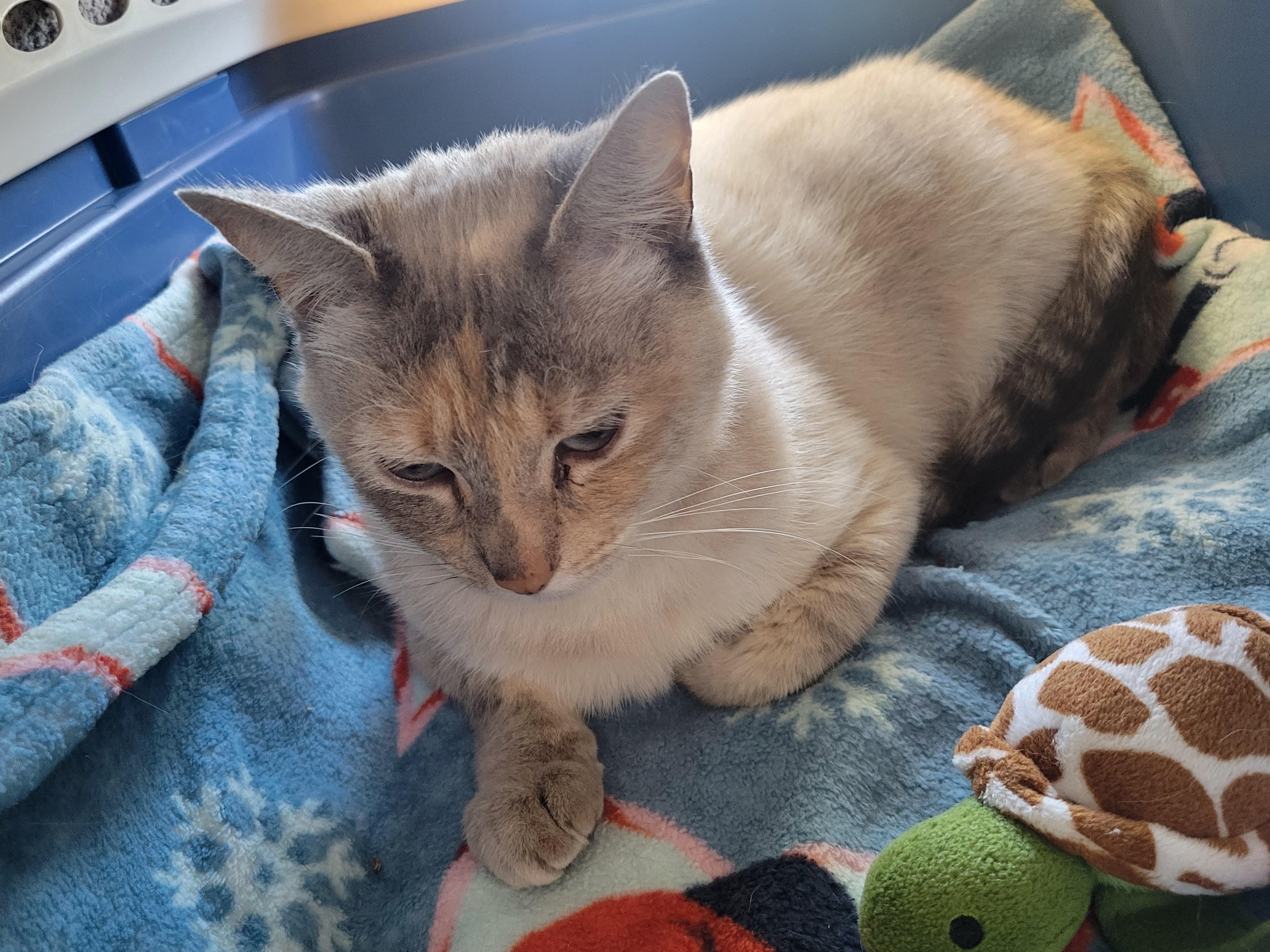 Tertiary, a ADOPTABLE Siamese in Berkeley, CA image 3/5