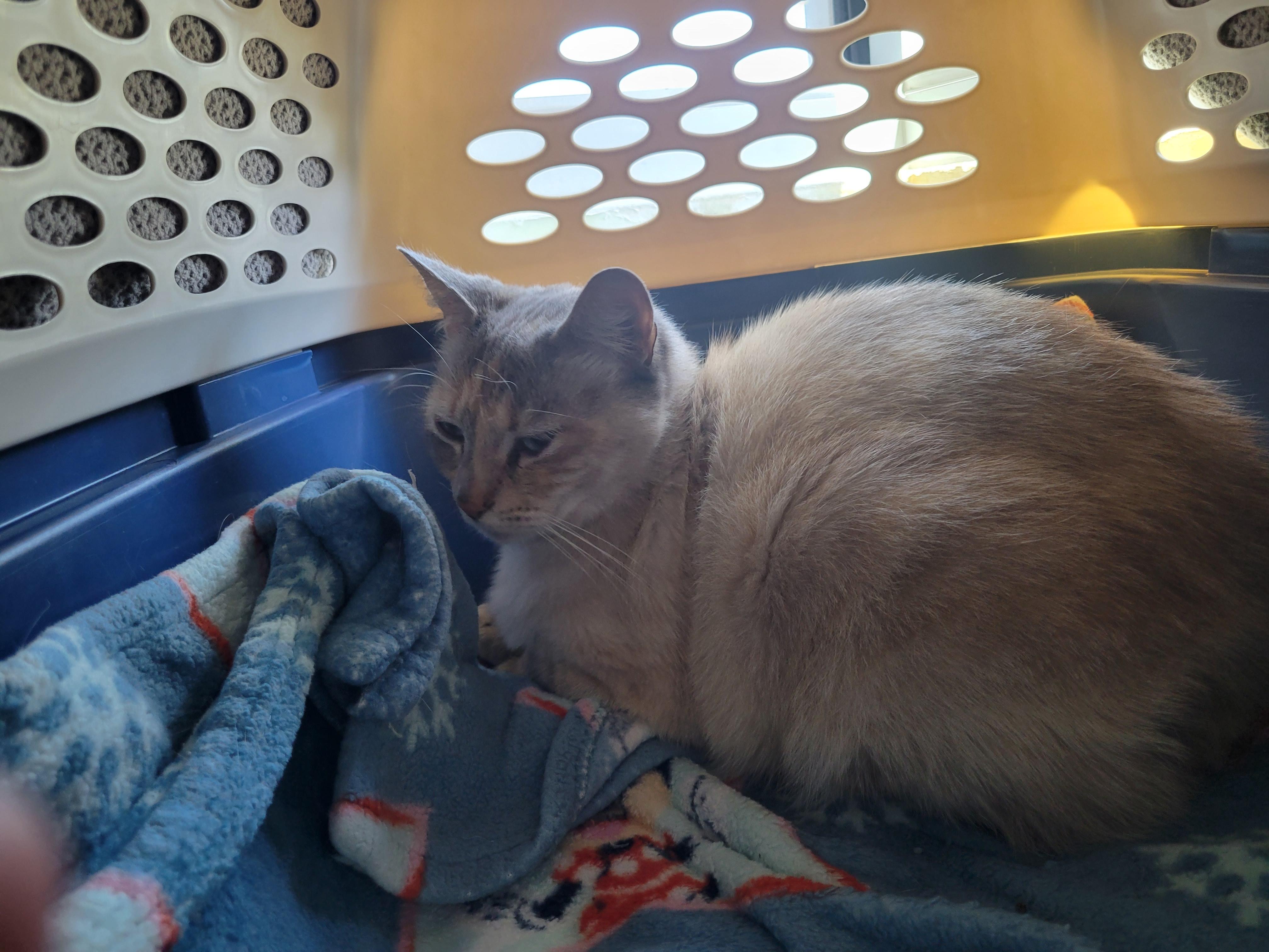 Tertiary, a ADOPTABLE Siamese in Berkeley, CA image 2/5