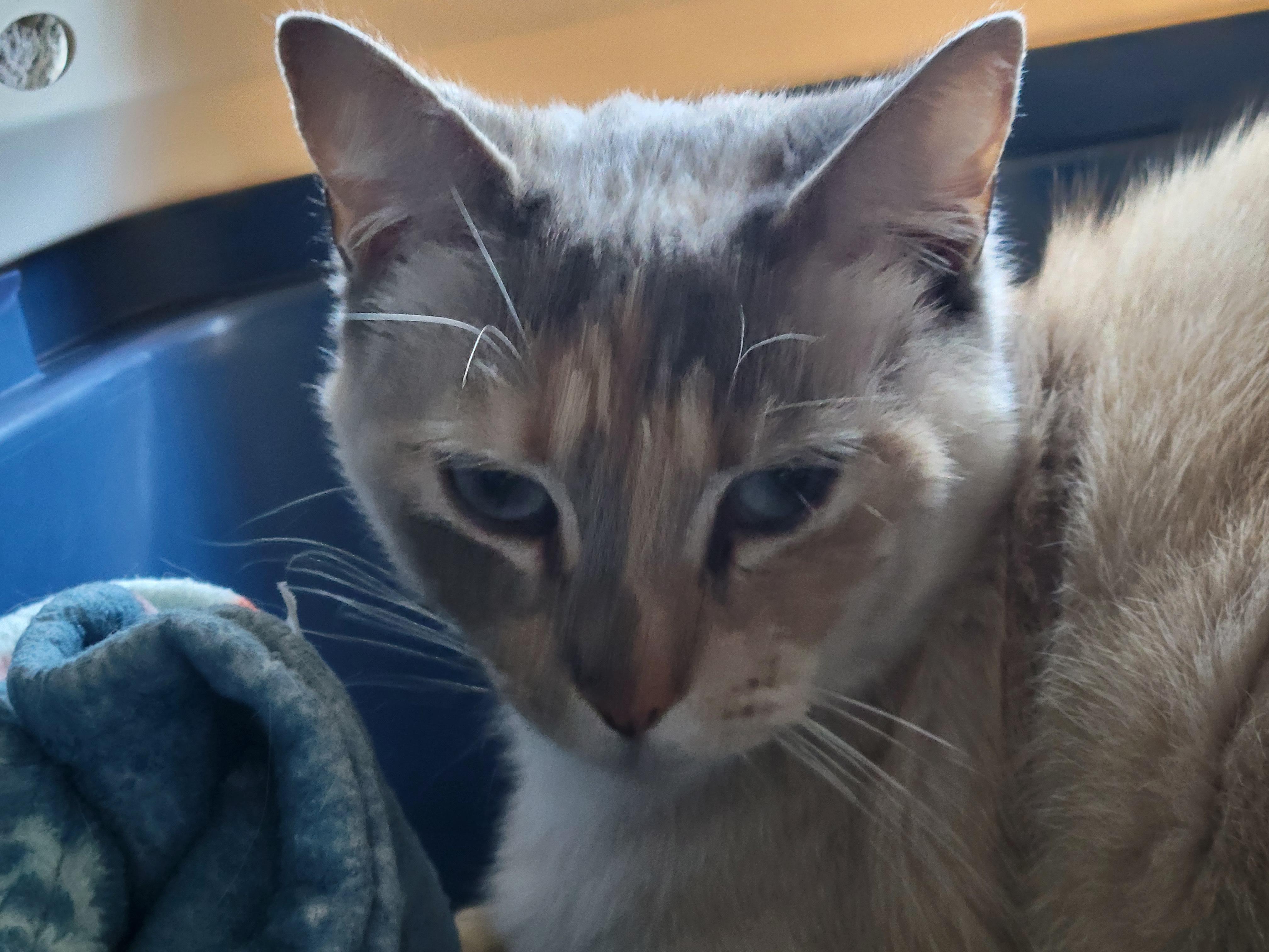 Tertiary, a ADOPTABLE Siamese in Berkeley, CA image 4/5