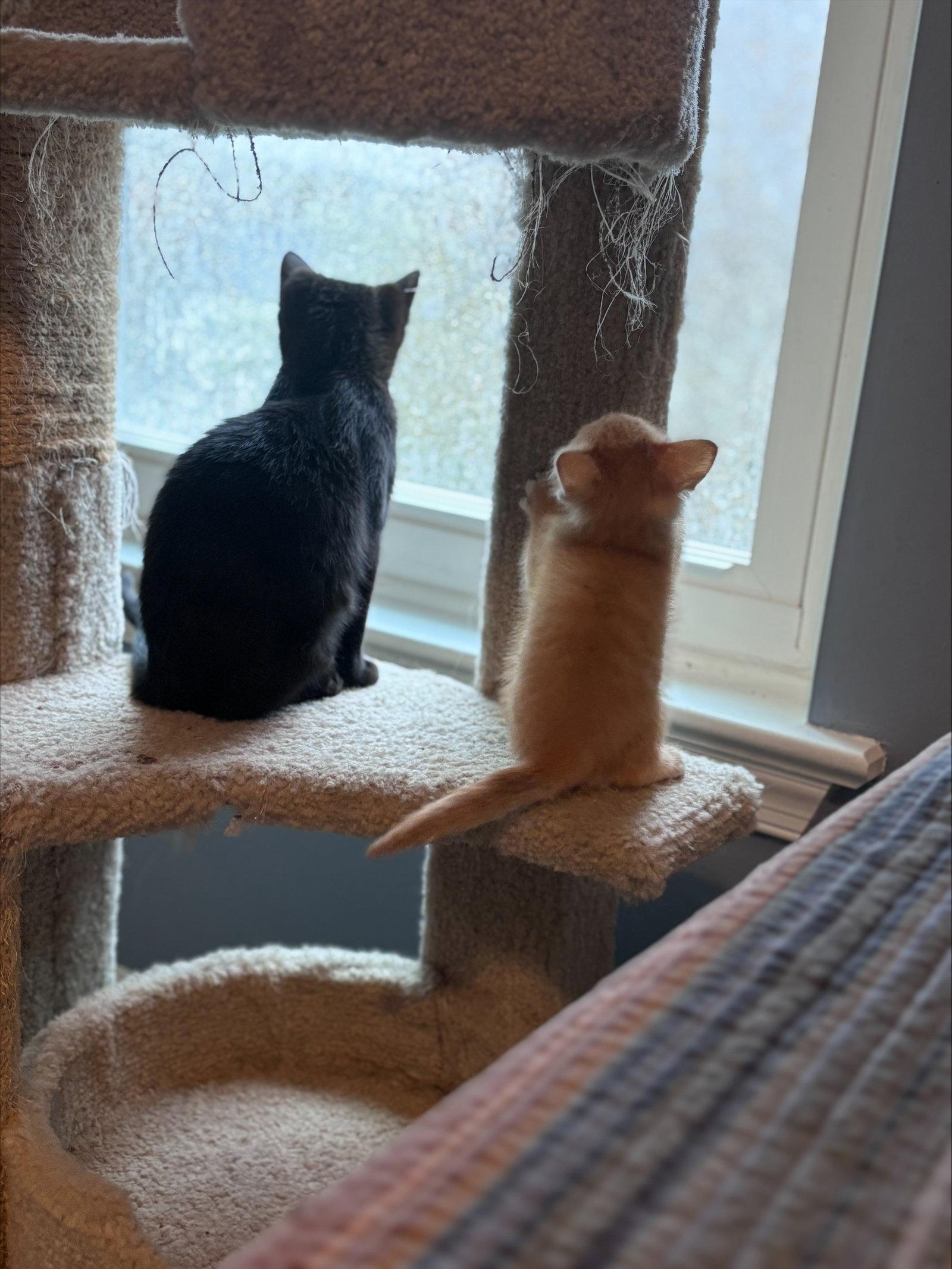 Enlarge Olive (FCID# 02/26/2026 - 31) C, a Adopted Domestic Short Hair in Greenville, DE image 1/3