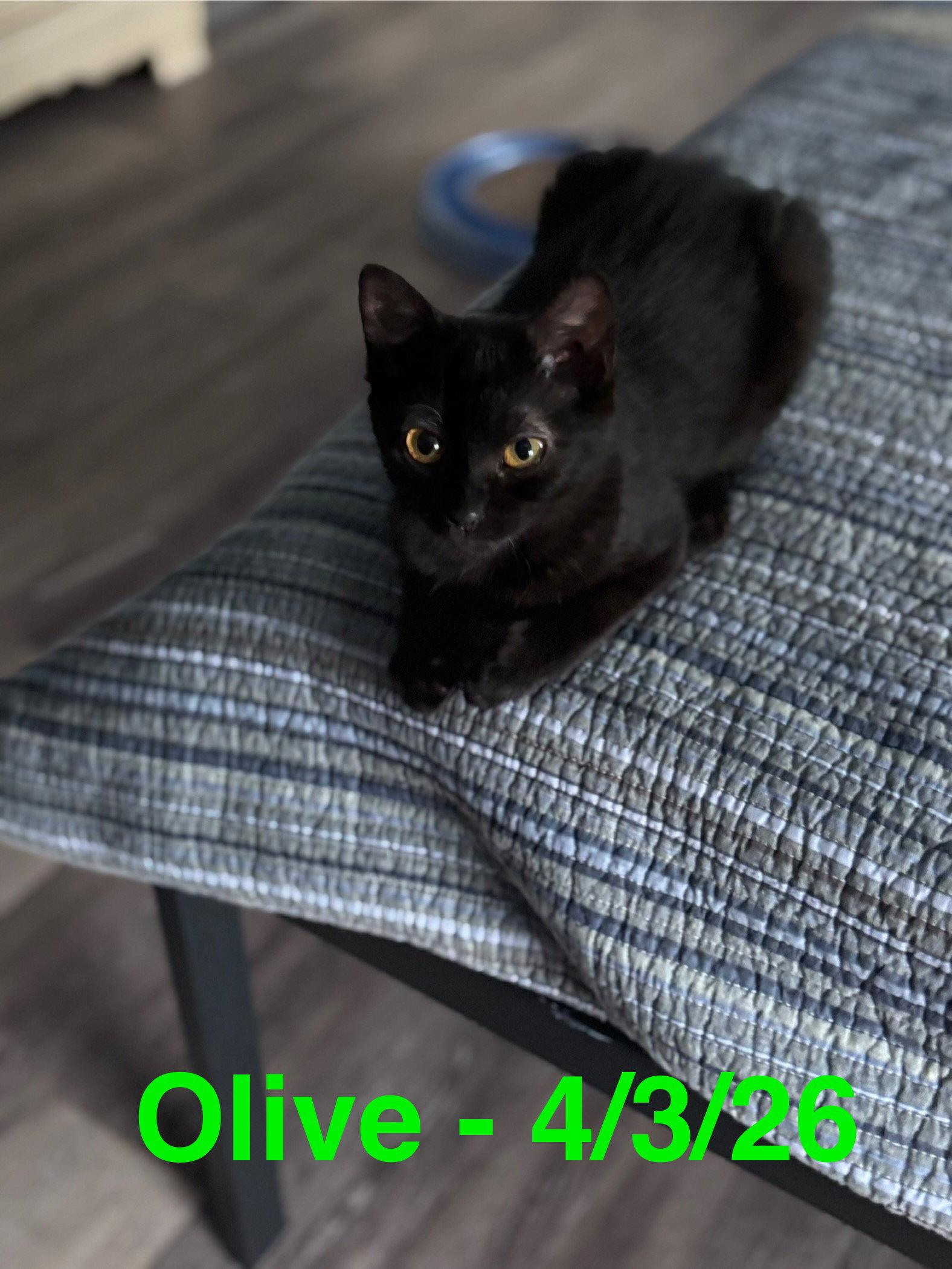 Enlarge Olive (FCID# 02/26/2026 - 31) C, a Adopted Domestic Short Hair in Greenville, DE image 2/3