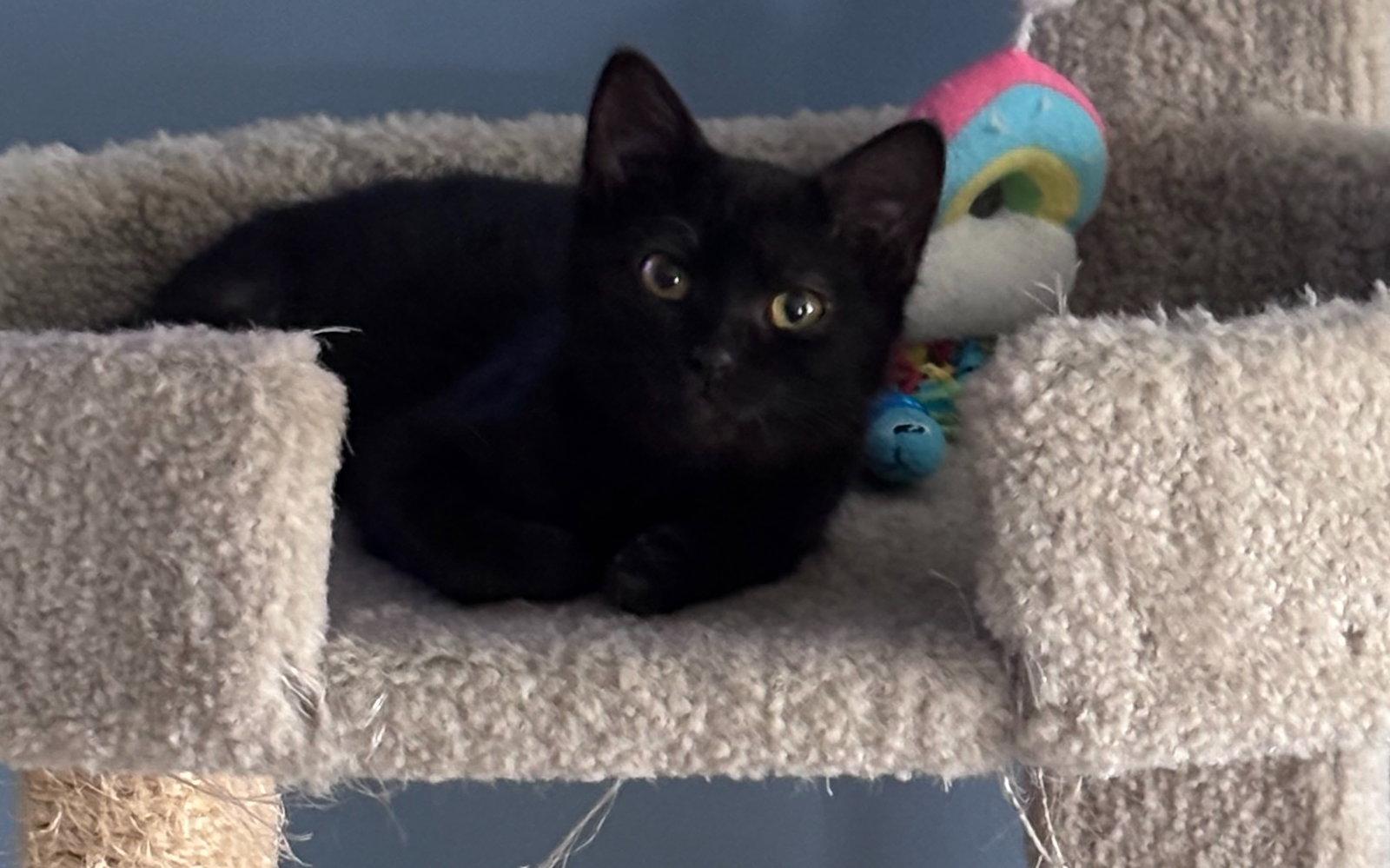 Enlarge Olive (FCID# 02/26/2026 - 31) C, a Adopted Domestic Short Hair in Greenville, DE image 3/3