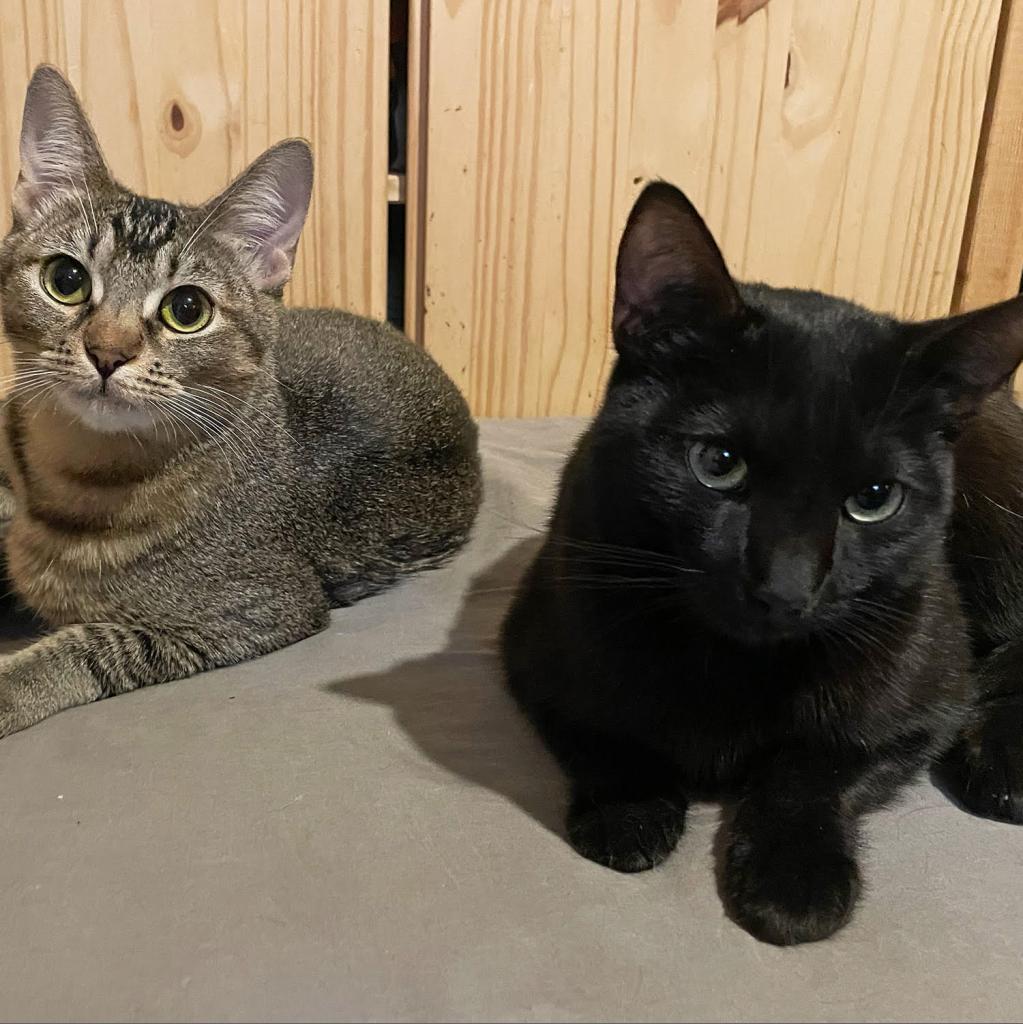 Cesium — thumbnail 3