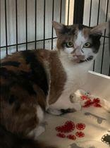 Enlarge Francesca, a Adoptable mixed breed in Toronto, ON image 1/1