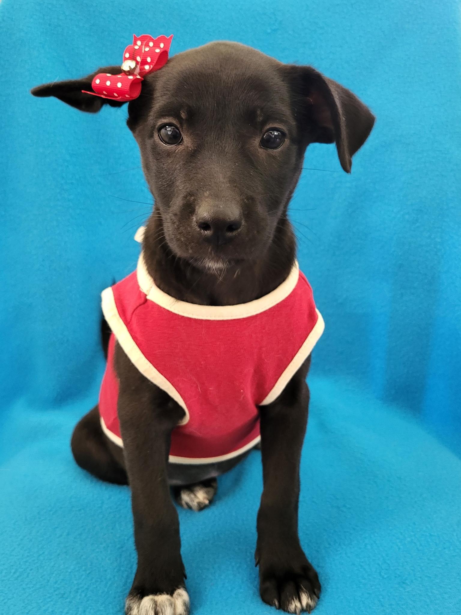 Dot, ADOPTABLE, Puppy Female Labrador Retriever.