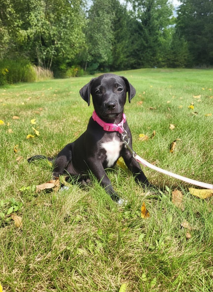 Dot, ADOPTABLE, Puppy Female Labrador Retriever.