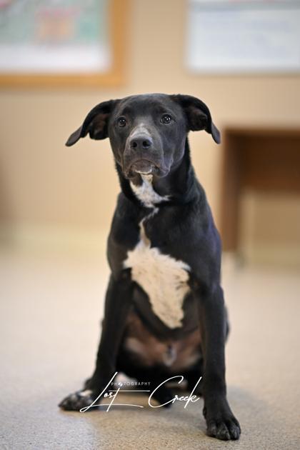 Harlow, Adoptable, Young Male Labrador Retriever & Mixed Breed.