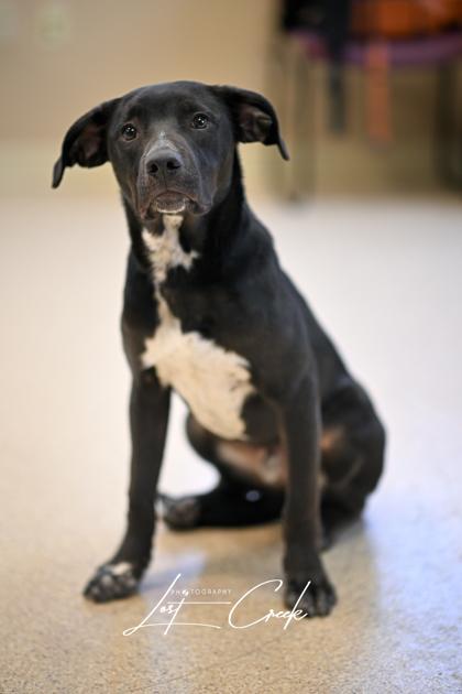 Enlarge Harlow, a Adoptable mixed breed in Kalispell, MT image 2/3
