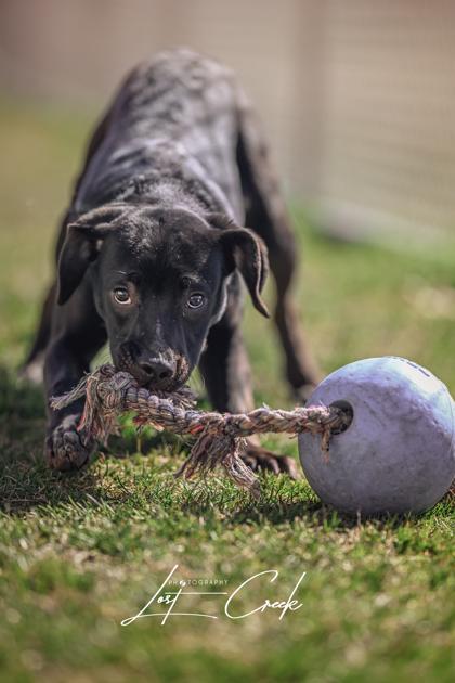 Enlarge Harlow, a Adoptable mixed breed in Kalispell, MT image 3/3