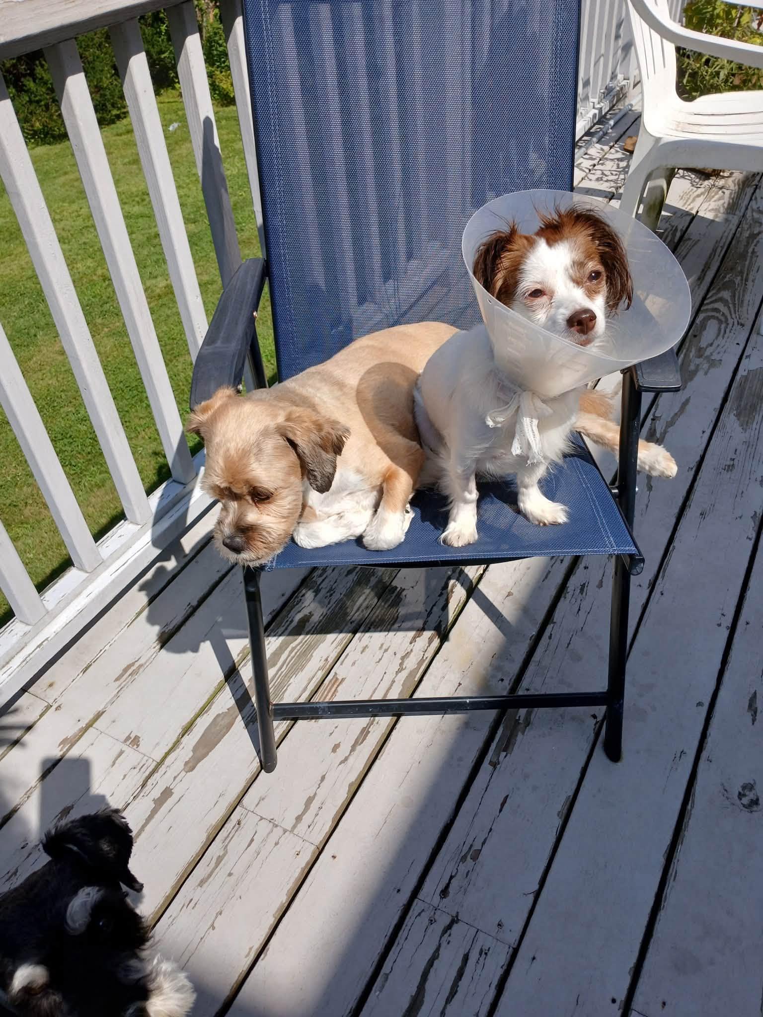 Enlarge Lady, a Adopted mixed breed in Torrington, CT image 4/5