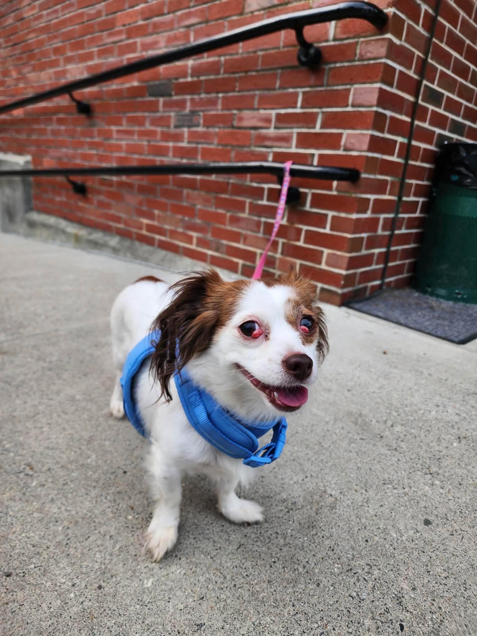 Enlarge Lady, a Adopted mixed breed in Torrington, CT image 5/5